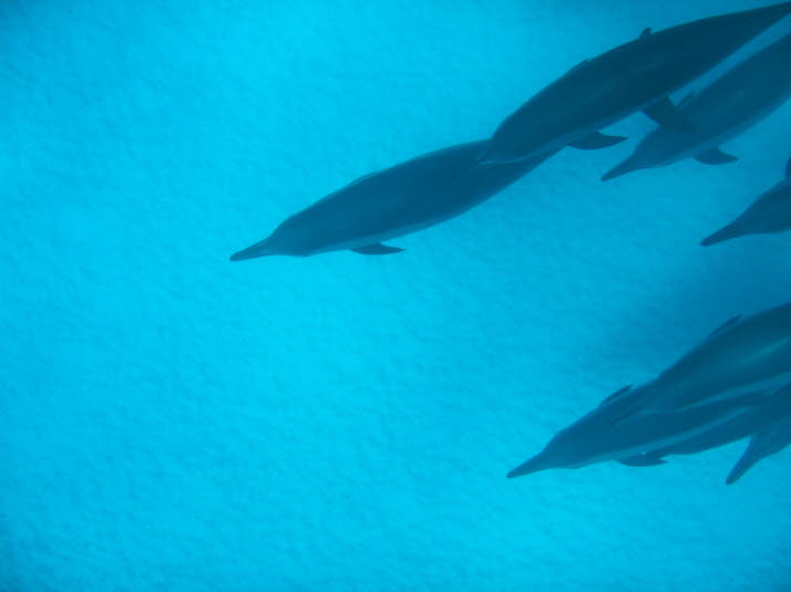 Marsa Alam hat zwei der wichtigsten Lebensräume für Delfine im Roten Meer und auf der ganzen Welt. Das Samadai-Riff, besser bekannt als „Dolphin House“, sowie das abgelegenere, aber ebenso wichtige „Sataya Reef“. Beide sind die Heimat großer Familien von 