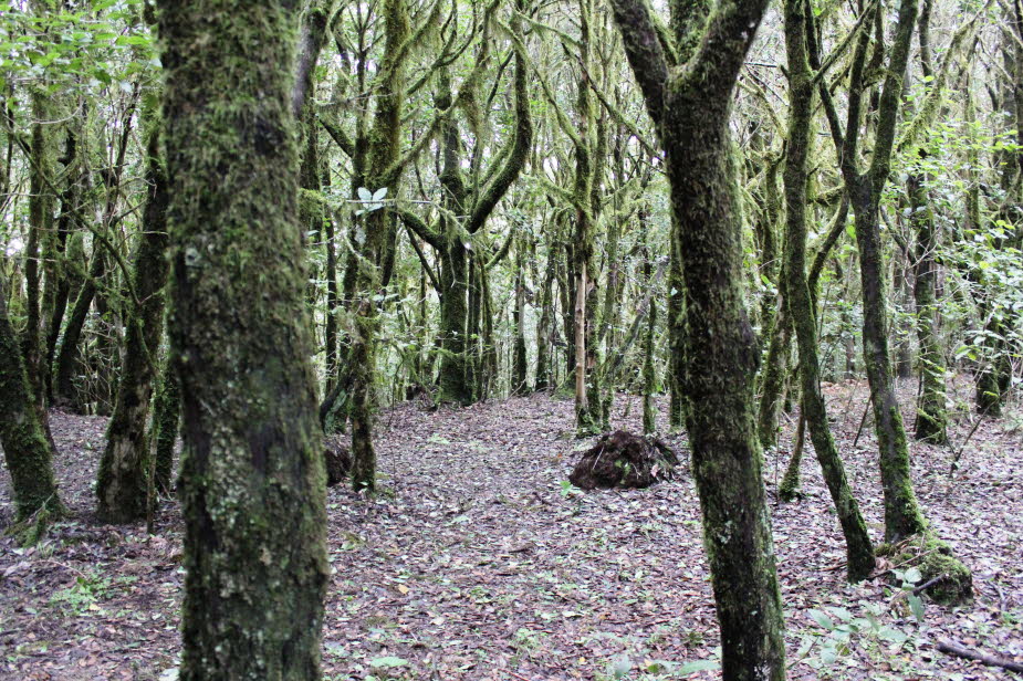 Der Nebelwald oder Lorbeerwald auf La Gomera ist der größte zusammenhängende immergrüne Feuchtwald weltweit.