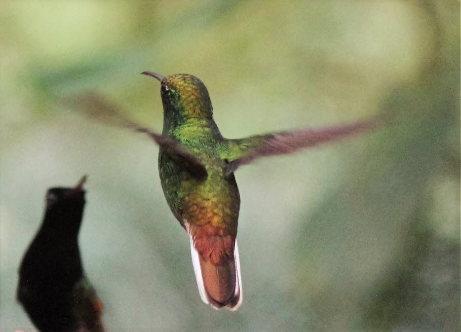 Kolibri Costa Rica 