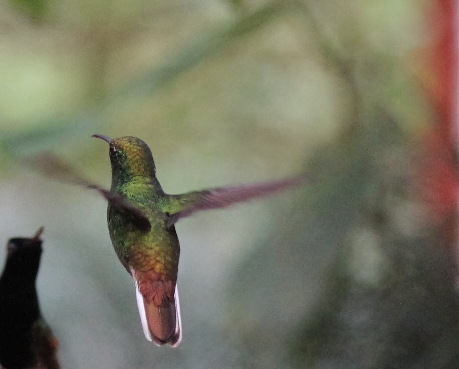 Costa Rica Kolibri - Diese nur in Amerika vorkommende Vogelfamilie der Kolibris (pica flor, engl. hummingbird) zählt zur Ordnung der Seglervögel (Apodiformes) - Kolibris sind also direkt verwandt mit dem bekannten Mauersegler. Von Kanada bis Feuerland - sÑ