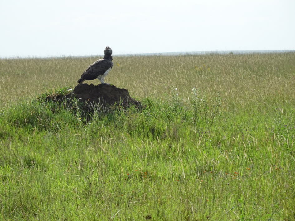 Kampfadler Serengeti: 