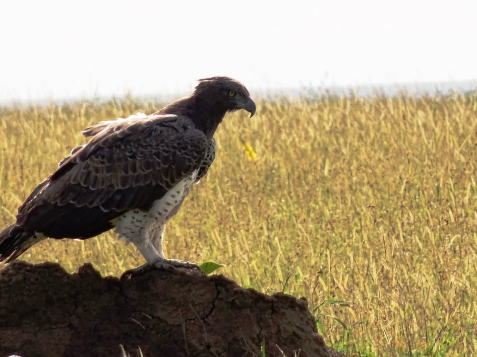 Kampfadler Serengeti: Beschreibung: Der Kampfadler ist ein sehr groer Adler. Insgesamt ist er zwischen 78 und 96 cm gro, mit einem Durchschnitt von ca. 85,5 cm. Seine Gesamtlnge  im Vergleich zu seiner Spannweite  wird durch seinen relativ kurzen Sch