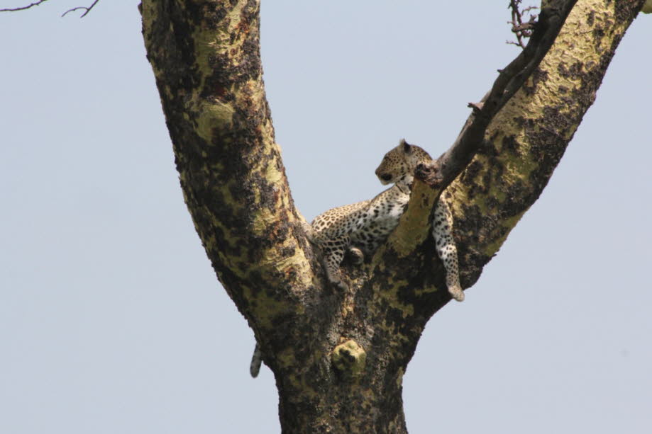 Baumleopard Serengeti