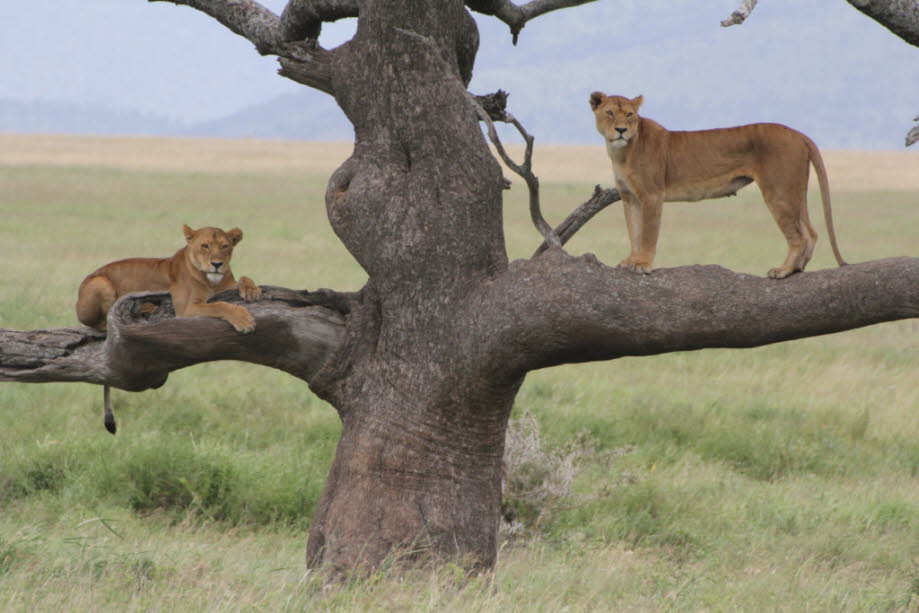 Baumlöwen Serengeti