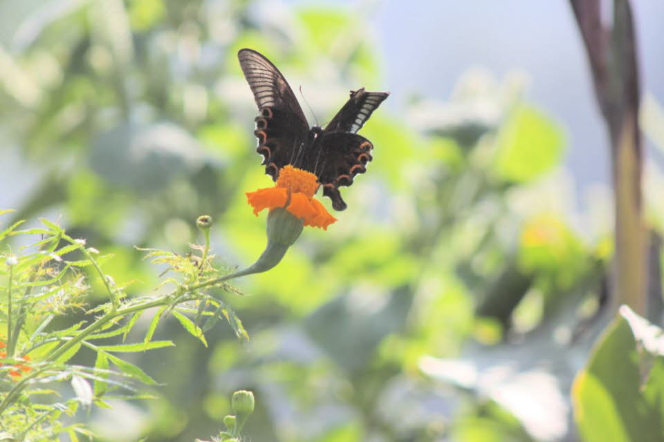 Großer Mormone Schmetterling Papilio Memnon: Der Große Mormonenfalter (Papilio memnon) ist ein großer Schmetterling aus Südasien, der zur Familie der Schwalbenschwänze gehört. Er ist weit verbreitet und hat dreizehn Unterarten. Das Weibchen ist polymorph G