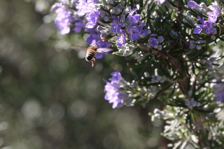 Biene am Rosmarinstrauch im Februar