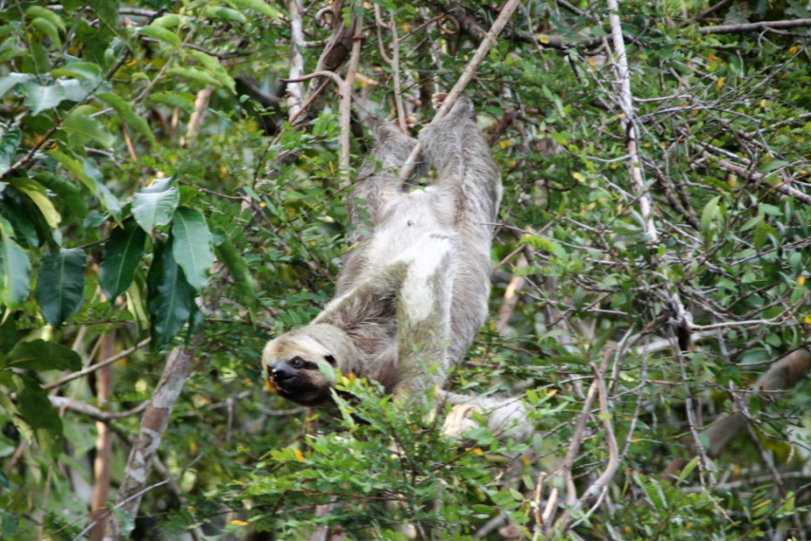 Amazonas Faultier: Die Faultiere (Folivora, auch Tardigrada oder Phyllophaga) bilden eine Unterordnung der zahnarmen Säugetiere (Pilosa) und sind mit den Ameisenbären und den Gürteltieren verwandt (Nebengelenktiere). Es sind sechs rezente Arten bekannt, d¿