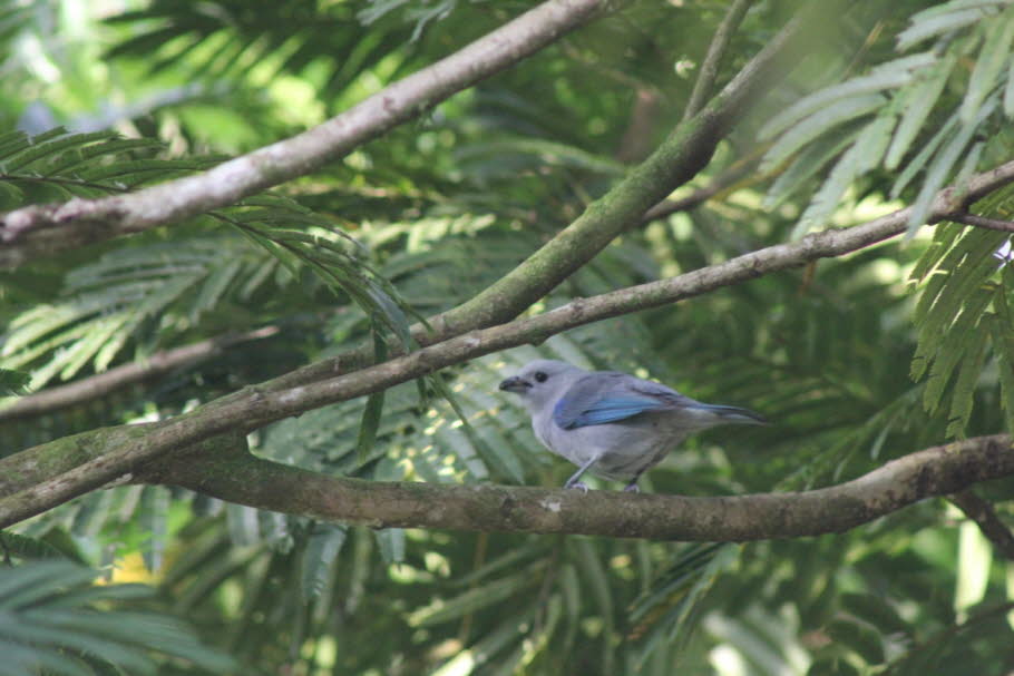 Blautangare auch Bischofstangare Costa Rica: Blautangare (Thraupis episcopus):Der blaugraue Tanager (Thraupis episcopus) ist ein südamerikanischer Singvogel aus der Familie der Tanager (Thraupidae). Sein Verbreitungsgebiet reicht von Mexiko im Süden bis z