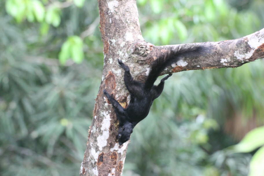 Borneo-Schwarzbandhörnchen Das Borneo-Schwarzbandhörnchen (Callosciurus orestes) ist eine Nagetierart aus der Familie der Eichhörnchen (Sciuridae). Sie ist endemisch im Norden Borneos. Callosciurus ist eine Gattung von Eichhörnchen, die kollektiv als die 
#