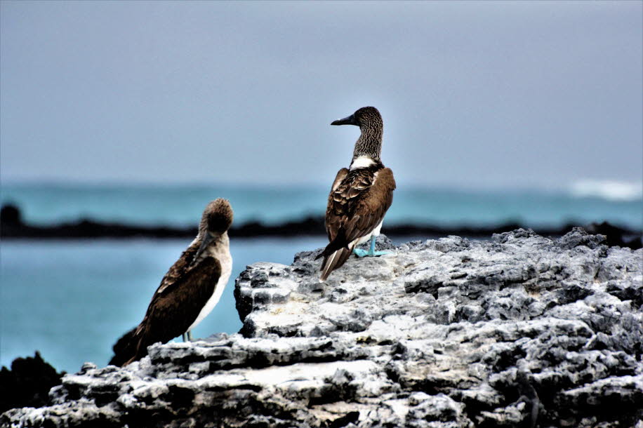 Blaufußtölpel in der Bucht von Puerto Villamil - Isabela Island  - Der Blaufußtölpel (Sula nebouxii) ist ein tropischer Meeresvogel aus der Gattung Sula innerhalb der Familie der Tölpel (Sulidae). Seinen Namen verdankt er seinen blauen Füßen und seiner scP