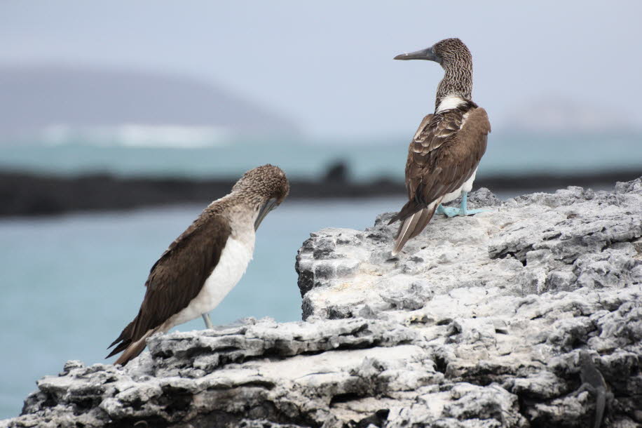 Blaufußtölpel in der Bucht von Puerto Villamil - Isabela Island - Der Blaufußtölpel (Sula nebouxii) ist ein tropischer Meeresvogel aus der Gattung Sula innerhalb der Familie der Tölpel (Sulidae). Seinen Namen verdankt er seinen blauen Füßen und seiner schD
