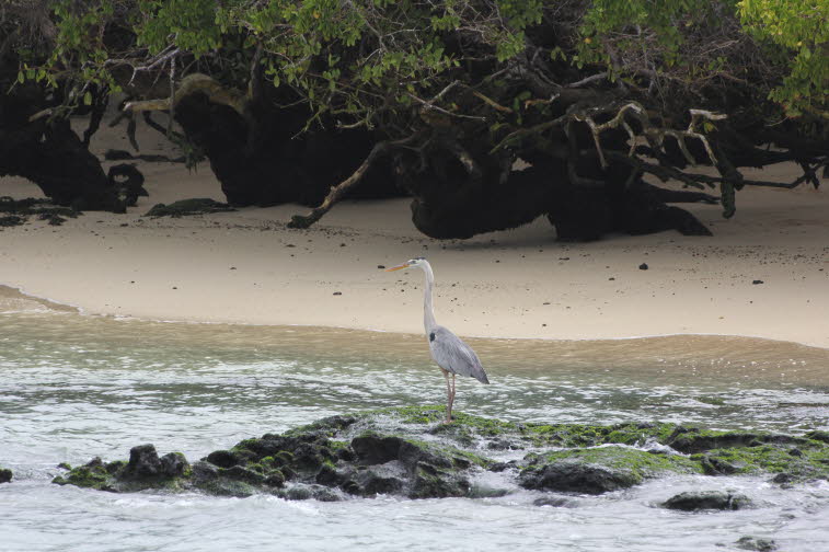 Bucht von Puerto Villamil - Isabela Island Galapagos: Der Graureiher  oder Fischreiher ist in Eurasien und Afrika weit verbreitet und häufig. Sein Bestand ist  im 20. Jahrhundert angestiegen, zudem hat sein Verbreitungsgebiet in Europa wegen seiner Anspru