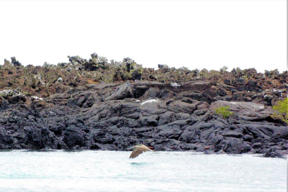 Blaufutlpel  Isabela Island Galapagos