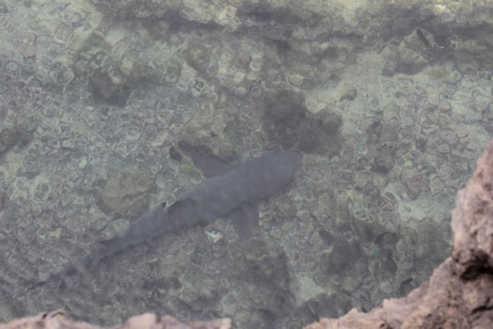Weispitzenhaie im Ruhekanal vor Isabela Island: Mit einer maximalen Krperlnge von 3,70 Metern gehrt er zu den groen Hai-Gattungen. Er bevorzugt klares Wasser im Bereich von Korallenriffen und ist von hnlichen Arten der gleichen Gattung nur schwer zu