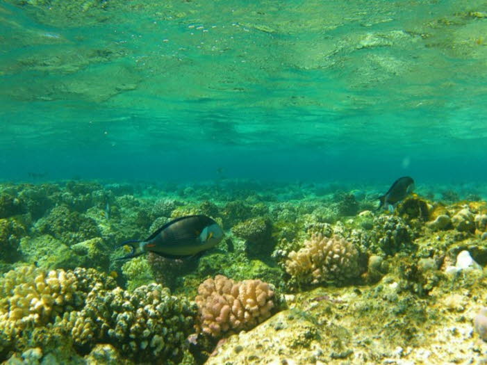 Die Entdeckung von Korallenriffen im Roten Meer widerspricht der Annahme, dass Korallen bei Temperaturen über einer bestimmten Schwelle nicht überleben können. Selbst mit relativ wenigen durchgeführten Studien haben Forscher jetzt eine Vorstellung davon, 