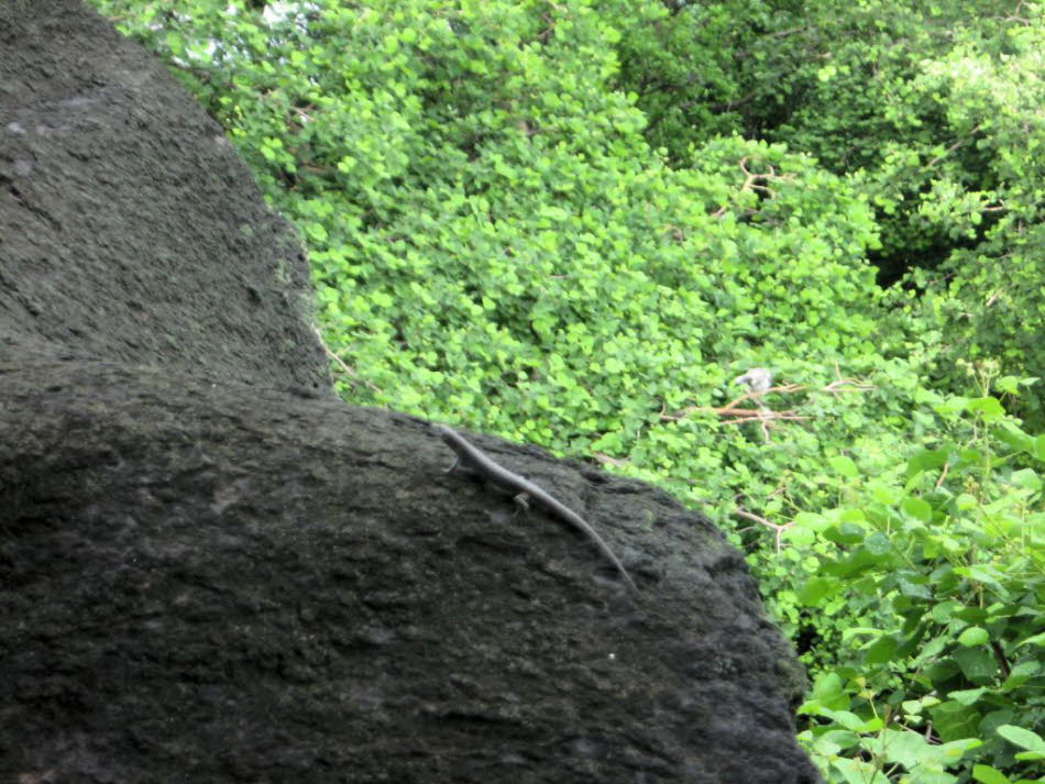 Der Noronha-Skink (Trachylepis atlantica) ist eine Echsen-Art ist, die auf der Inselgruppe Fernando de Noronha beheimatet ist. Die Aktivität dieser Art erstreckte sich von der Morgendämmerung bis zur Abenddämmerung, mit einem Höhepunkt von 1200 bis 1400 U‚