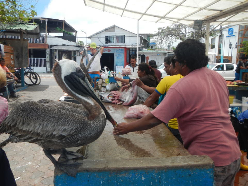 Fischmarkt in Puerto Ayora, Insel Santa Cruz (Galapagos)
