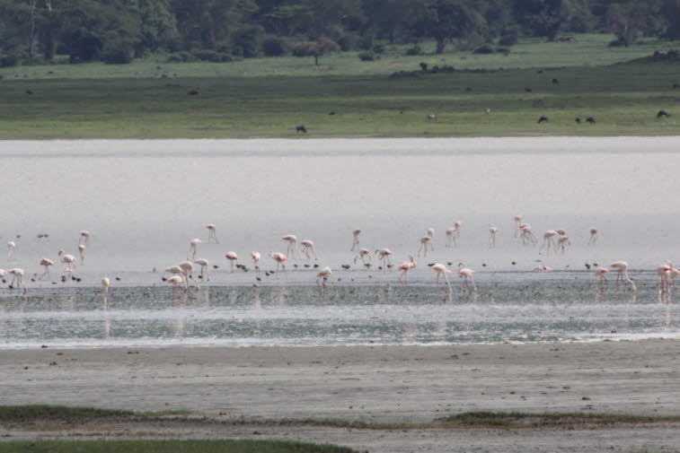 Flamingo: In der Camargue betrug die Zahl der Brutpaare von 1947 bis 1960 nie mehr als 4000, seit dem Beginn der 1990er Jahre brüten dort mehr als 10.000 Brutpaare. Der Bestand ändert sich jährlich sehr stark in Abhängigkeit vom Nahrungsangebot. Rosaflami