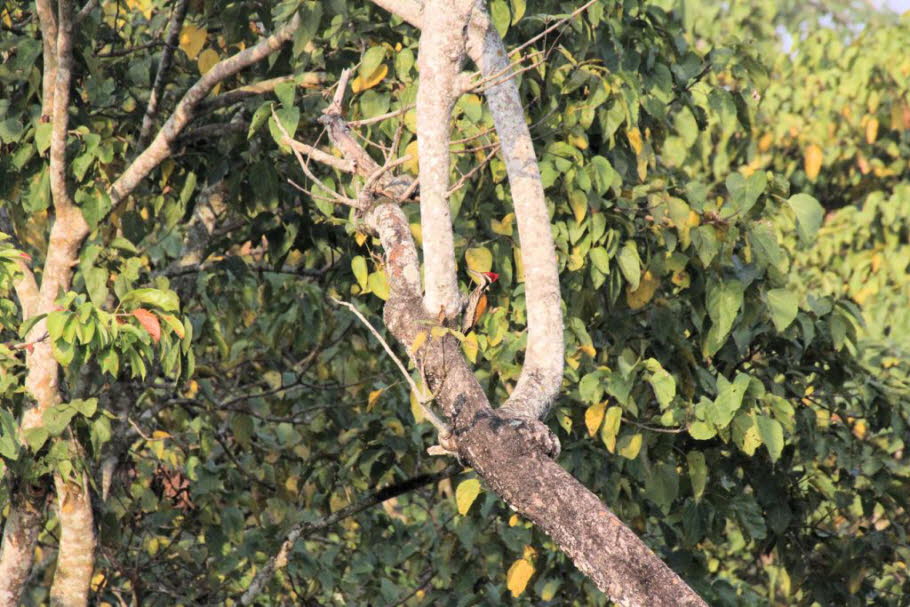 Goldschulterspecht: Vierzehenspecht mit großem Schnabel und Goldrücken. Endemisch auf dem indischen Subkontinent. Verbunden mit offenen bewaldeten Lebensräumen im gesamten Verbreitungsgebiet, aber oft schwer zu finden. Getrennt von der Gruppe der „Kleinsc
¬