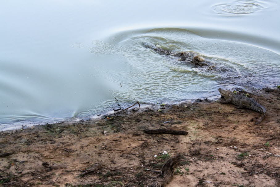 Sumpfkrokodil - Das Sumpfkrokodil erreicht eine maximale Länge von etwa vier Metern. Die erwachsenen Tiere sind grau bis graubraun und meistens mit dunklen Zeichnungen versehen, die Jungtiere sind hellbraun bis braun und besitzen auf dem Schwanz und dem KE