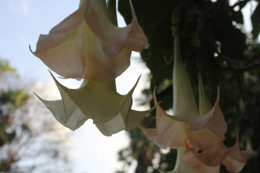 Ingapirca: Brugmansia sind holzige Bäume oder Sträucher, mit pendelförmigen Blüten, und haben keine Stacheln auf ihren Früchten. Ihre großen, duftenden Blüten geben ihnen ihren gemeinsamen Namen von Engelstrompeten, ein Name, der manchmal für die eng verwz