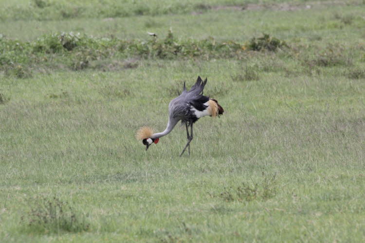 Kronenkranich: Der Kronenkranich (Balearica regulorum)  kommt im östlichen und südlichen Afrika vor und ist der Nationalvogel Ugandas. Der Kronenkranich ist etwa 1 m hoch, wiegt 3,5 kg und hat eine Spannweite von 2 m. Sein Körpergefieder ist hauptsächlich
