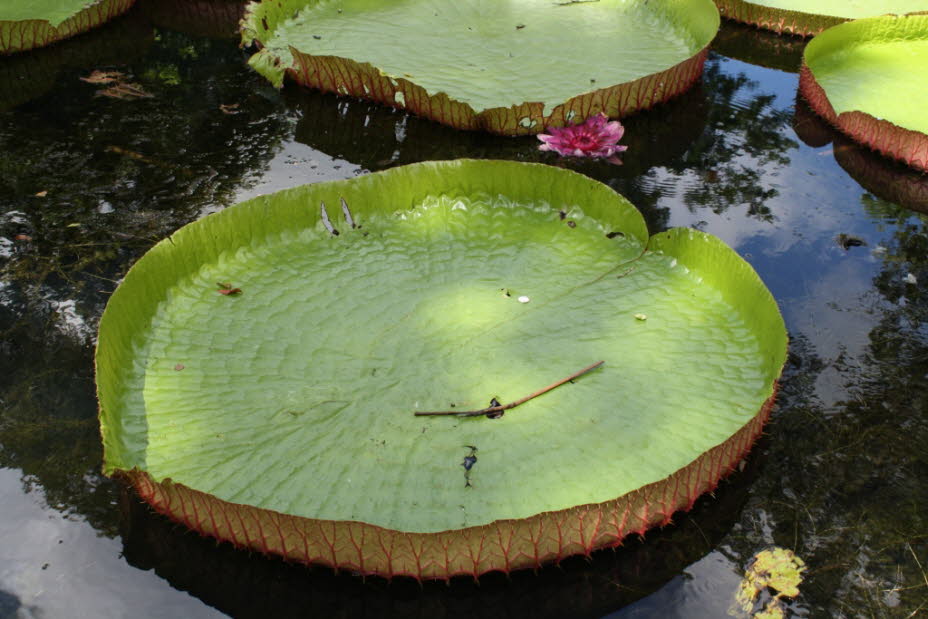 Der Botanische Garten in Pamplemousses Der große Seerosenteich Im Garten befindet sich ein Teich mit den Riesenseerosen. Er wurde Ende der 1930er Jahre für die Amazonas-Riesenseerosen (Victoria amazonica) angelegt. Die Amazonas-Riesenseerose stammt ursprü