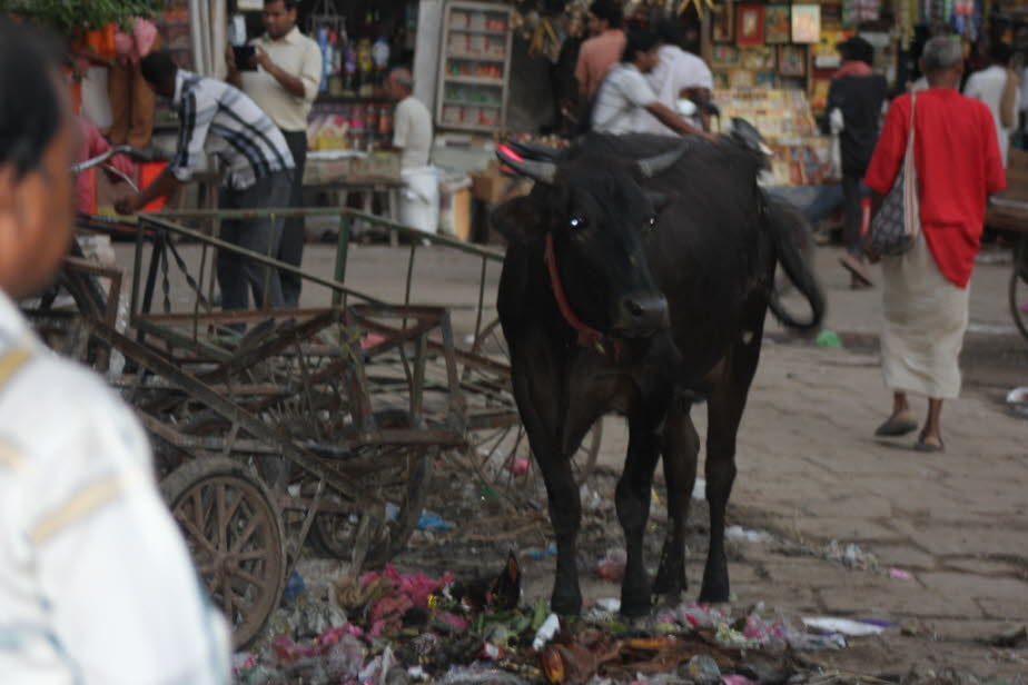 Rinder in der Altstadt von Varanasi
