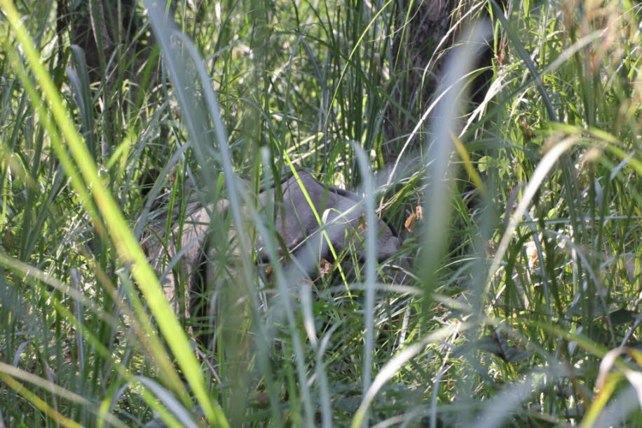 Nashornkuh mit Kalb - Das indische Nashorn hat eine dicke graubraune Haut mit rosa Hautfalten und einem Horn an der Schnauze. Seine Oberschenkel und Schultern sind mit warzenartigen Beulen bedeckt. Es hat sehr wenig Körperbehaarung, abgesehen von Wimpern,H