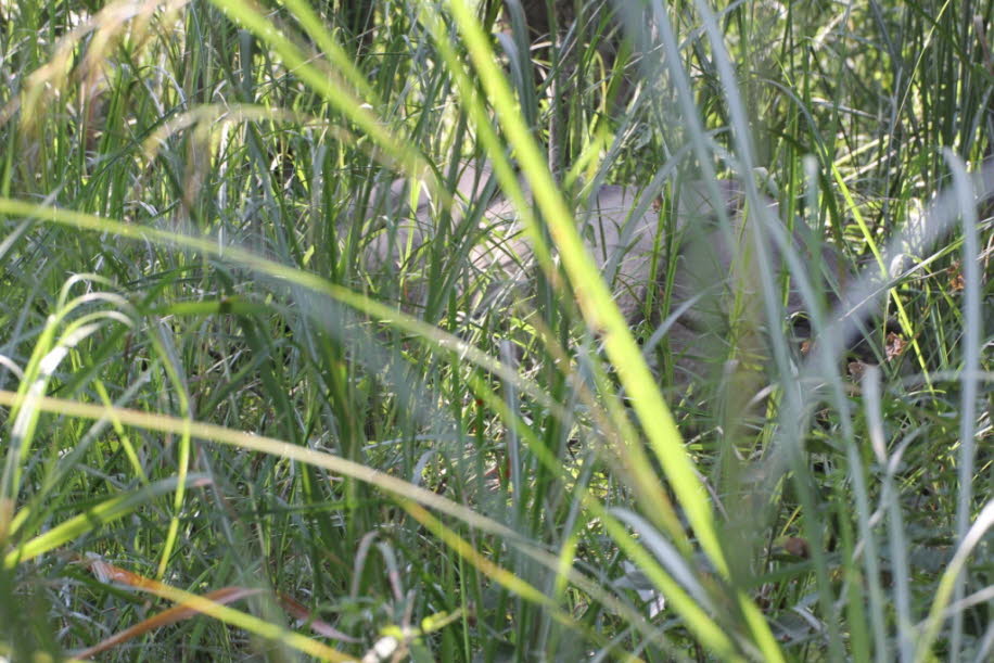 Nashornkuh mit Kalb - Verbreitung und Lebensraum: Indisches Nashorn im Chitwan-Nationalpark, Nepal: Indische Nashörner waren einst im gesamten nördlichen Teil des indischen Subkontinents entlang der Einzugsgebiete des Indus, Ganges und Brahmaputra von Pak