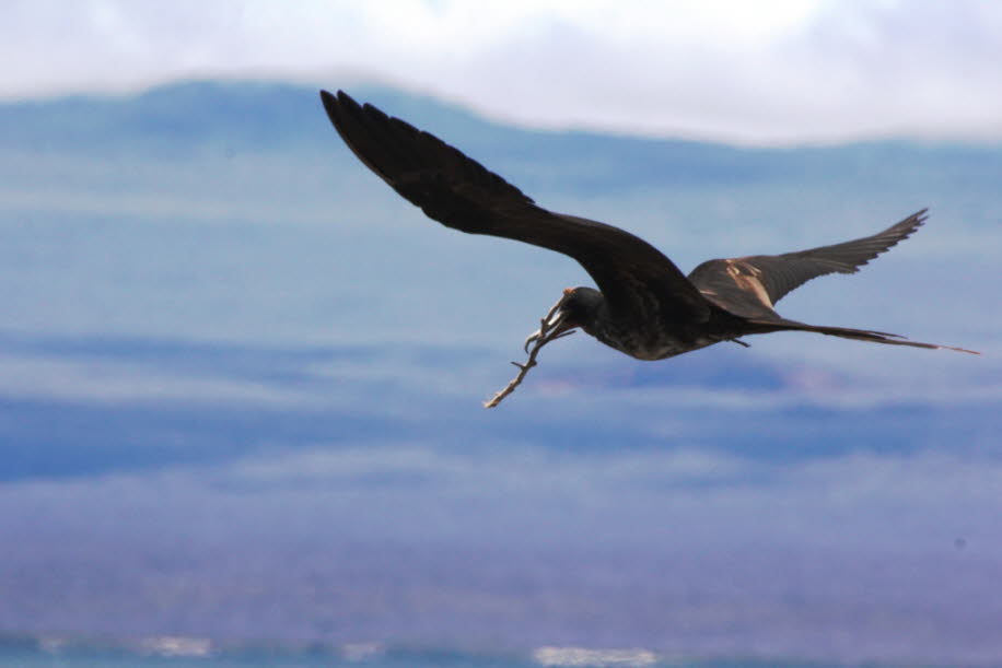 Fregattvogel - Balzende Fregattvogel-Männchen auf der Insel Nord Seymour Die Balz ist spektakulär. Männliche Fregattvögel finden sich an den Küsten in kleinen Gruppen zusammen und werben gemeinsam. Dabei legen sie den Kopf in den Nacken und blähen ihren s