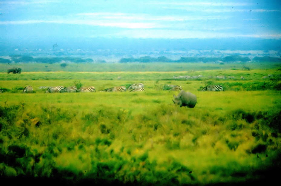 Nashorn im Massai Mara Nationalpark 1980: Das Nashorn gehört schon seit rund sechzig Millionen Jahren zu den Erdbewohnern. Allerdings sind von 170 Nashornarten nur fünf Arten übrig geblieben. In Kenia gibt es zwei vom Aussterben bedrohte Arten: das SpitzmB