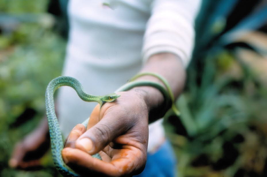 Gefleckte grüne Buschlange in Kenia: Während des ersten Lebensjahres wächst eine Schlange auf mehr als das doppelte ihrer Länge und kann sie im zweiten Jahr sogar verdreifachen; das Wachstum hört nie völlig auf. Schlangen können ein ziemlich hohes Alter eU