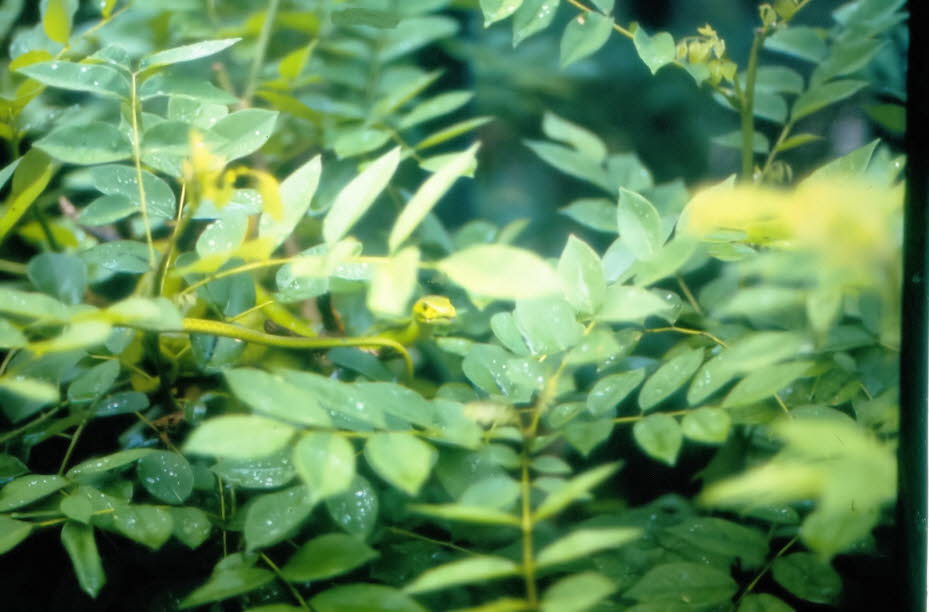 Gefleckte grüne Buschschlange in Kenia: Die Farbe ist hellgrün mit schwarzen Flecken. Die durchschnittliche Länge beträgt 60–90 cm. Biologie: Gefleckte Buschschlangen kommen meist in Bäumen in Busch- und Waldgebieten vor, wo sie Eidechsen und Baumfrösche Ë