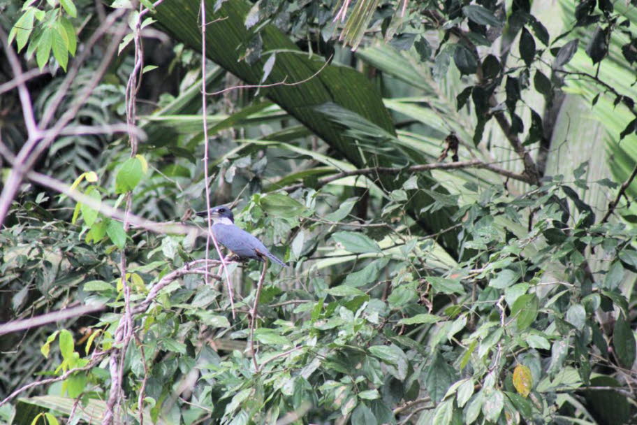 Kingfisher Costa Rica: Wie alle Coraciiformes sind die Eisvögel Hohlraumbrüter sowie Baumbrüter, wobei die meisten Arten in Löchern nisten, die im Boden gegraben wurden. Diese Löcher befinden sich in der Regel in Erdbänken an den Seiten von Flüssen, Seen 