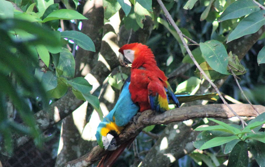 Rote und Blaue Aras - Der Hellrote Ara (Ara macao) – auch Arakanga genannt – ist eine Papageienart aus der Gattung der Eigentlichen Aras. Er ist einer der größten Papageien der Welt. Er kann eine Länge von bis zu 90 cm und ein Gewicht von bis zu 1 kg erre