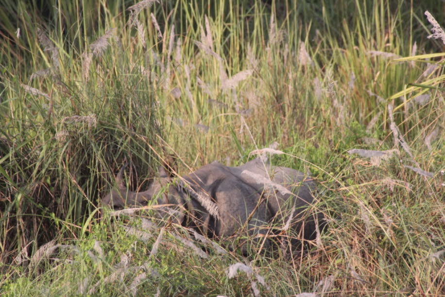Nashörner im Chitwan Nationalpark in Nepal  - Populationen: Bevölkerungsentwicklung seit 1910: Im Jahr 2006 wurde die Gesamtbevölkerung des indischen Nashorns auf 2.577 Personen geschätzt, von denen 2.165 in Indien lebten: 23 Personen in Uttar Pradesh, da2