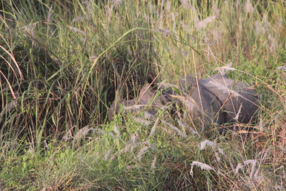 Nashörner im Chitwan Nationalpark in Nepal - Im Jahr 2015 lebten in Nepal 645 Nashörner im Parsa-Nationalpark, im Chitwan-Nationalpark, im Bardia-Nationalpark, im Shuklaphanta-Wildreservat und in den jeweiligen Pufferzonen in der Terai-Bogenlandschaft. Diä
