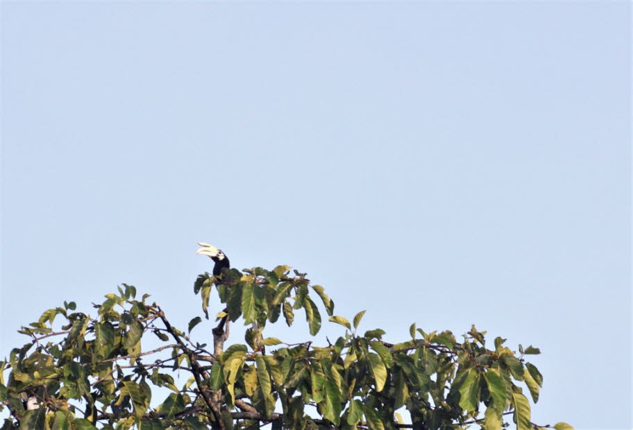 Orienthornvogel Der Orienthornvogel ist ein großer Vogel (ca. 70 cm) mit schwarz-weißem Gefieder. Das Markenzeichen des Nashornvogels ist sein großer, langer Schnabel. Der Schnabel ist jedoch nicht so schwer, wie es scheint. Es besteht nicht aus festem KnÇ