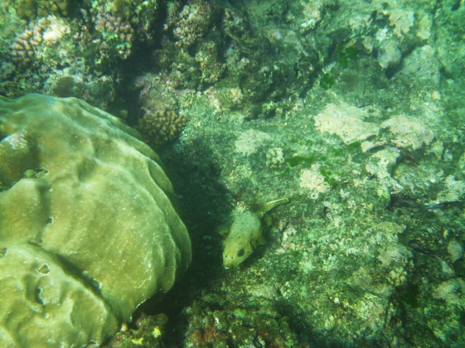 Der Gelbbraune Kofferfisch (Ostracion cubicus) lebt im Roten Meer und im tropischen Indopazifik von Ostafrika bis zu den Ryukyu-Inseln, Hawaii, Tuamotu und der Lord-Howe-Insel. Er bevorzugt Lagunen und geschützte Außenriffe, in Tiefen von einem bis 35 Met
