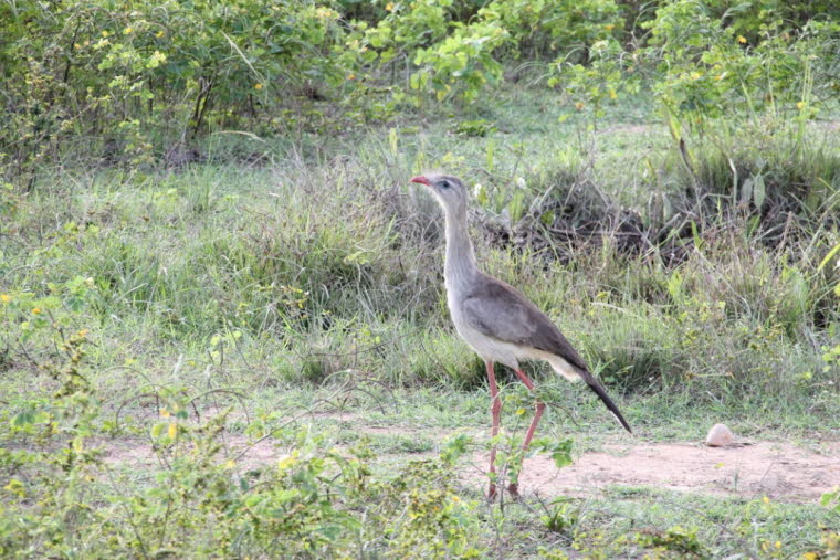 Pantanal / Brasilien: Seriema (Rotfussseriema) : Dieser Laufvogel ist 75 bis 90 cm groß. Seine Füße  mit den kurzen Zehen sind sehr zum schnellen Lauf geeignet. Er lebt auf dem Boden und schläft auf Bäumen. Seine Nahrung sind vor allem Insekten, Mäuse, Ei