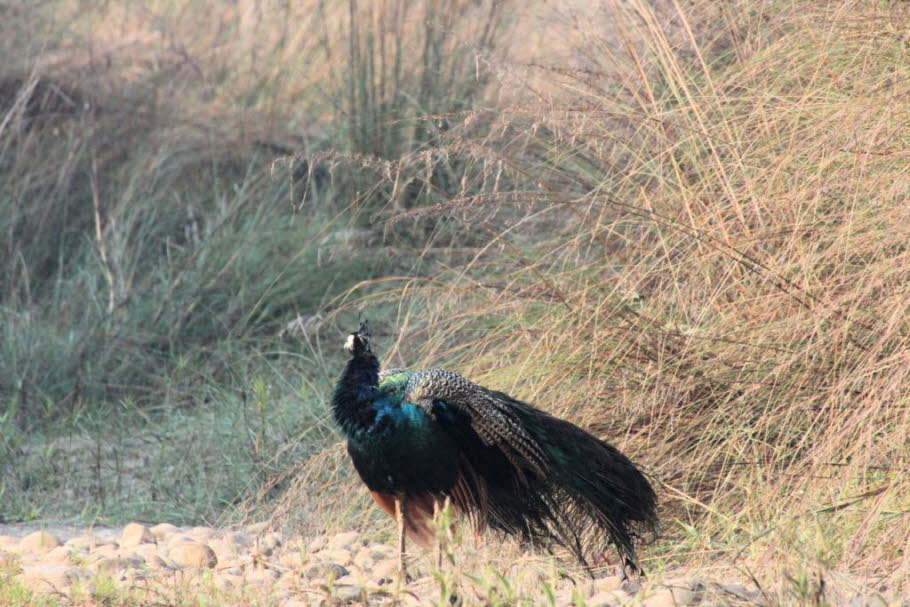 Ein Pfau, das Wahrzeichen des nahen Indien. Nationalvogel von Nepal 
