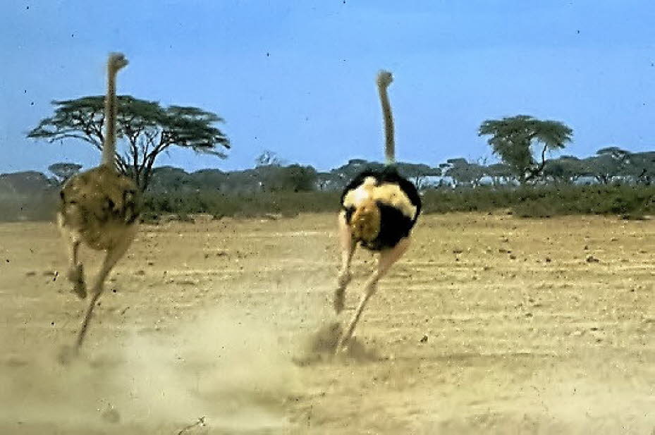 Strauß: Der Afrikanische Strauß (Struthio camelus), der zu den Laufvögeln gehört, ist nach dem eng verwandten Somalistrauß der größte lebende Vogel der Erde. Während er heute nur noch in Afrika südlich der Sahara heimisch ist, war er in früheren Zeiten au…
