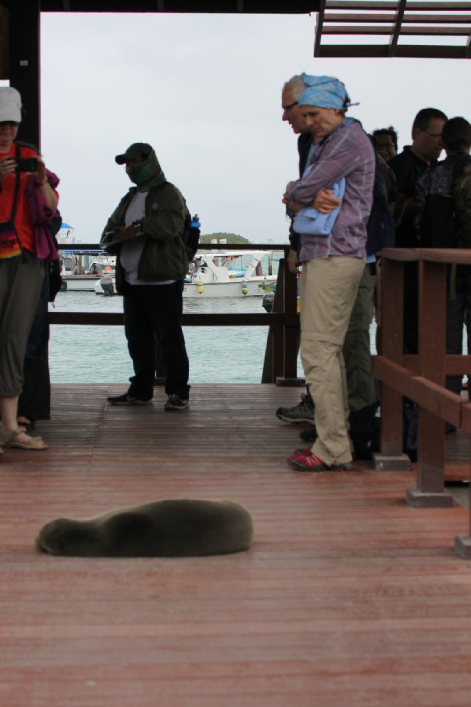 Begrung durch Seelwen: Der Galpagos-Seelwe gehrt zur Familie der Ohrenrobben. Er lebt ausschlielich auf den Galpagosinseln. Eng verwandt mit dem Kalifornischen Seelwen unterscheidet er sich durch eine lngere und spitzere Schnauze. Die stattliche