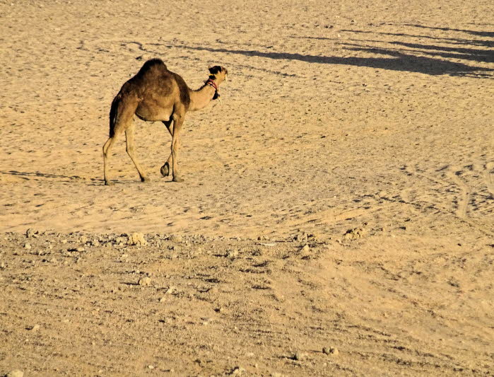 Die alte Kamelfrage lautet: Ein Hcker oder zwei? Arabische Kamele, auch Dromedare genannt, haben nur einen Hcker, aber sie nutzen ihn mit groer Wirkung. Der Buckel speichert bis zu 80 Pfund Fett, das ein Kamel in Wasser und Energie abbauen kann, wenn k