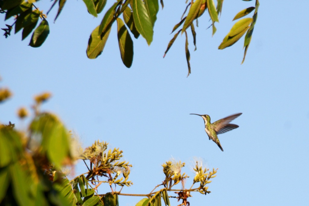Kolibris in Belize