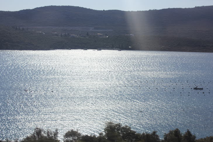 Die Bucht von Mali Ston auf der Halbinsel Pelješac hat eine einzigartige Mischung aus Süß- und Meerwasser. Dies ist ein wesentlicher Bestandteil, der die dortigen Austern weltweit einzigartig macht. Es gibt 3 wesentliche Eigenschaften von Steinaustern: Si
