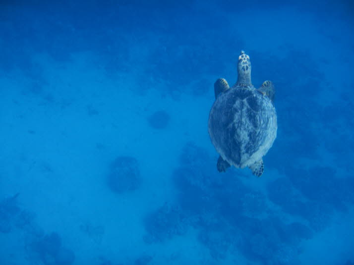 Die grüne Meeresschildkröte (Chelonia mydas), die in tropischen Meeren vorkommt, hat einen relativ großen Schädel.Chelonia mydas ist der größte der Cheloniiden. Ihr Gewicht variiert von 160 bis 250 kg und ihre Höhe von 80 bis 130 cm.