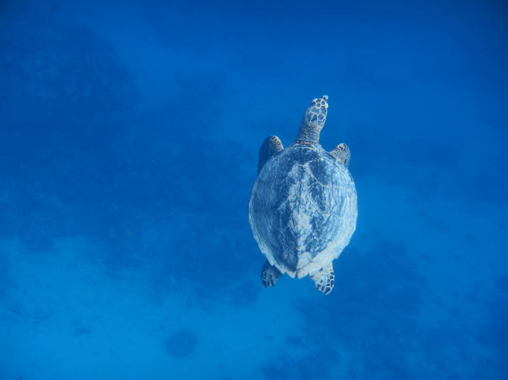Die grüne Meeresschildkröte ist die größte hartschalige Meeresschildkröte. Sie sind einzigartig unter den Meeresschildkröten, da sie Pflanzenfresser sind und sich hauptsächlich von Seegras und Algen ernähren. Diese Ernährung verleiht ihrem Fett eine grünl