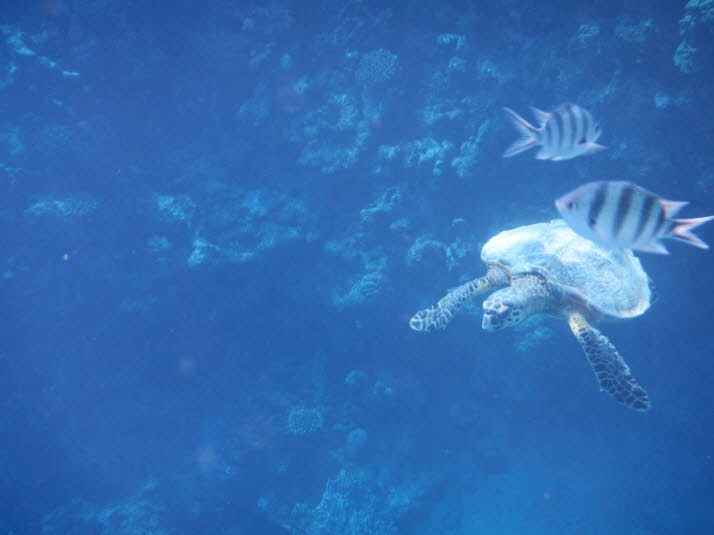 NOAA Fisheries haben sich dem Schutz und der Wiederherstellung von Populationen grüner Schildkröten weltweit verschrieben. 